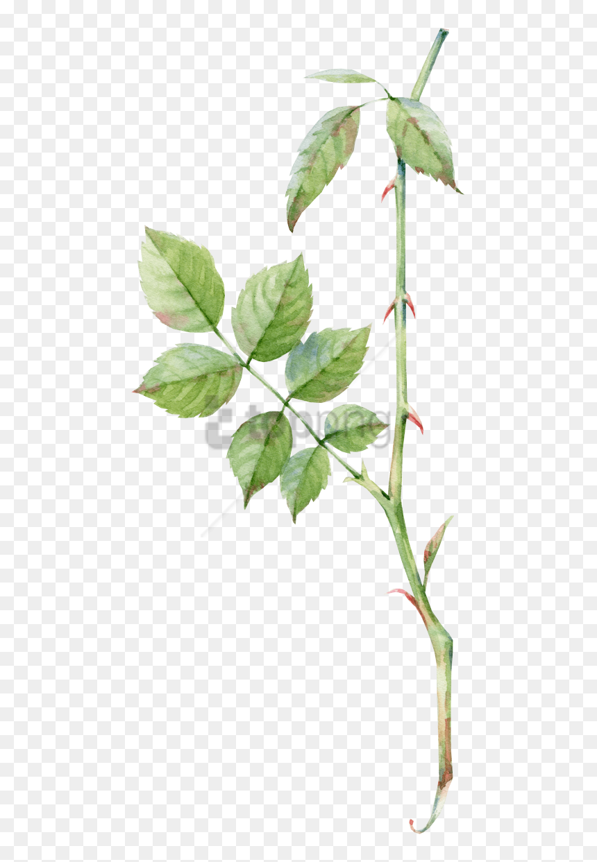 Rose Leaf Png - Pink Rose Watercolor Png, Transparent Png - dry leaves png