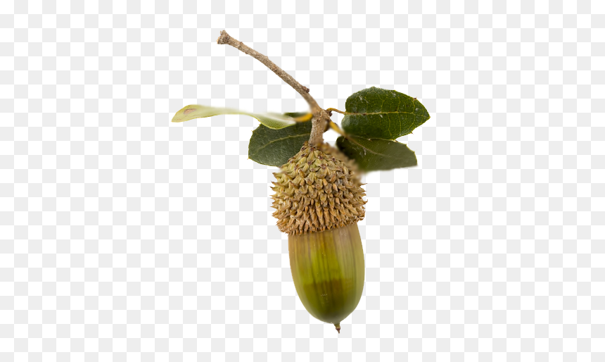 Fruit, HD Png Download - acorns png