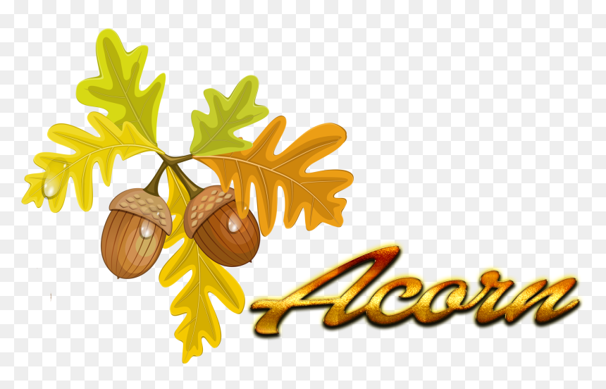 Clip Art Autumn Color Quercus Cerris, HD Png Download - acorns png