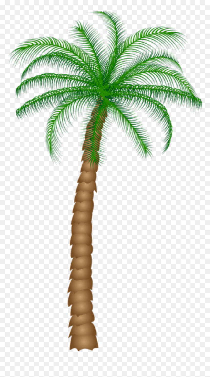 Palm Tree Transparent Background, HD Png Download - coqueiro png
