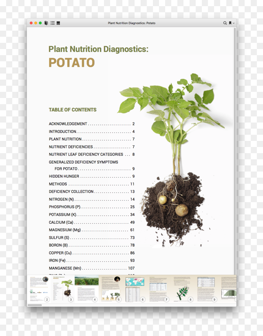 Potato , Png Download - Potato Plants, Transparent Png - potato.png