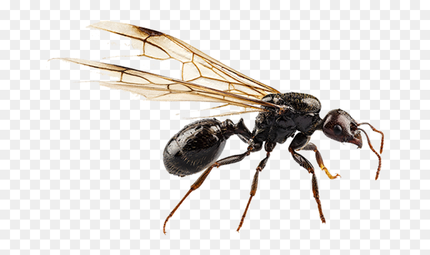 Black Garden Ant Nuptial Flight Pterygota Termite - Black Flying Ants, HD Png Download - termite png