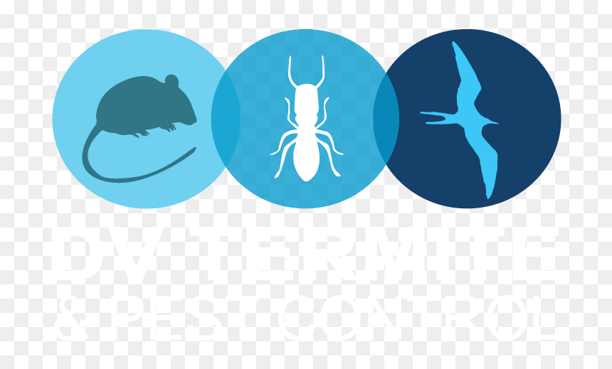 Diamond Valley Termite And Pest Control - Illustration, HD Png Download - termite png