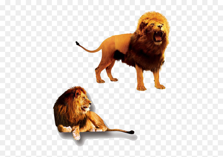 The Lion King Png Clipart - Lion And Lioness, Transparent Png - king.png