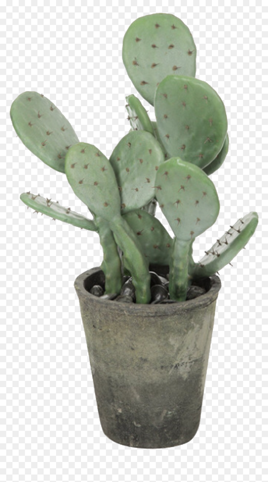 Transparent Green Plant Png - Png Polyvore, Png Download - cactus drawing png