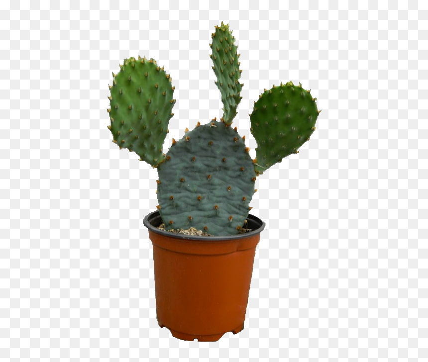 Image - Cactus, HD Png Download - cactus drawing png