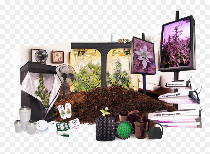 Growing Cannabis Indoors - Orchid, HD Png Download - weed plants png