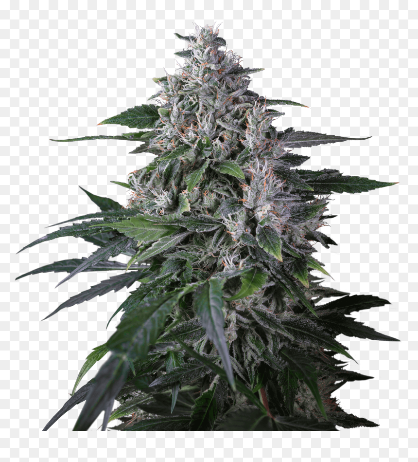 Haze Sativa, HD Png Download - weed plants png