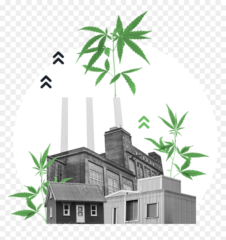 Weed Produce - Illustration, HD Png Download - weed plants png