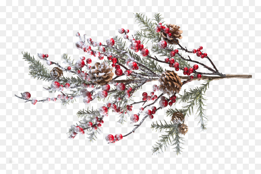 Branch With Frosted Red Berries And Pine Cones - Pine Branches With Berries, HD Png Download - holly branch png