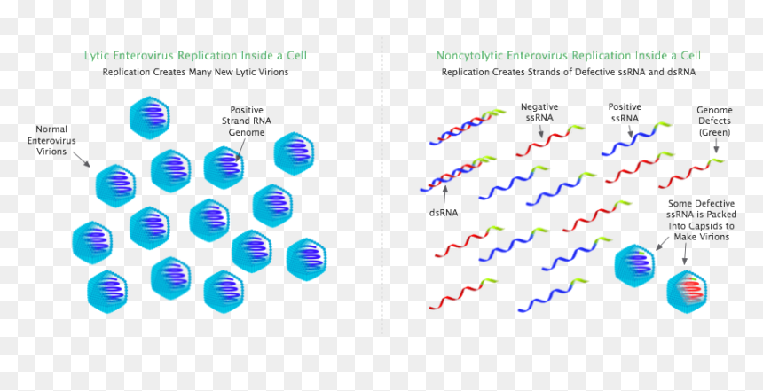 Lytic And Noncytolytic Enterovirus Infection - Non Cytolytic, HD Png Download - infection png