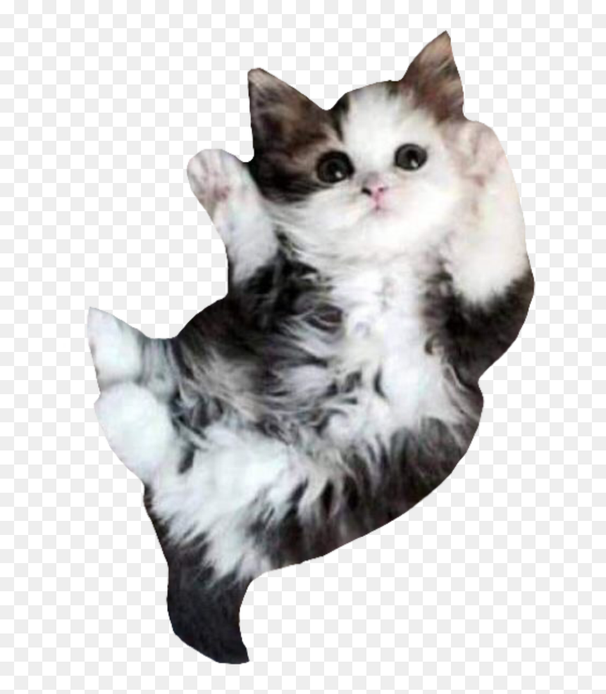 #cat #kitty #cats #kittys #catlover #kittycat #catlove - Cute Kitten, HD Png Download - kitty cat png