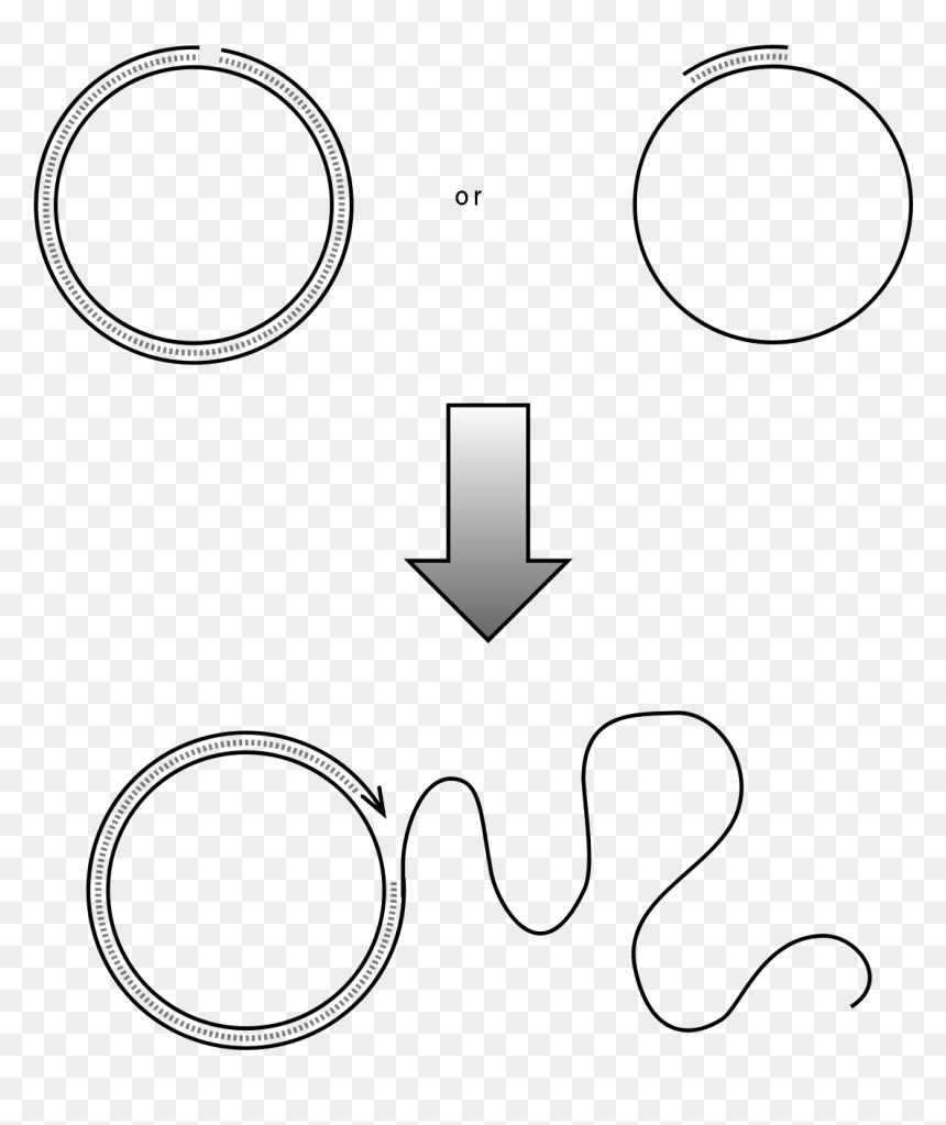 Rolling Circle Replication Plos, HD Png Download - cicle png
