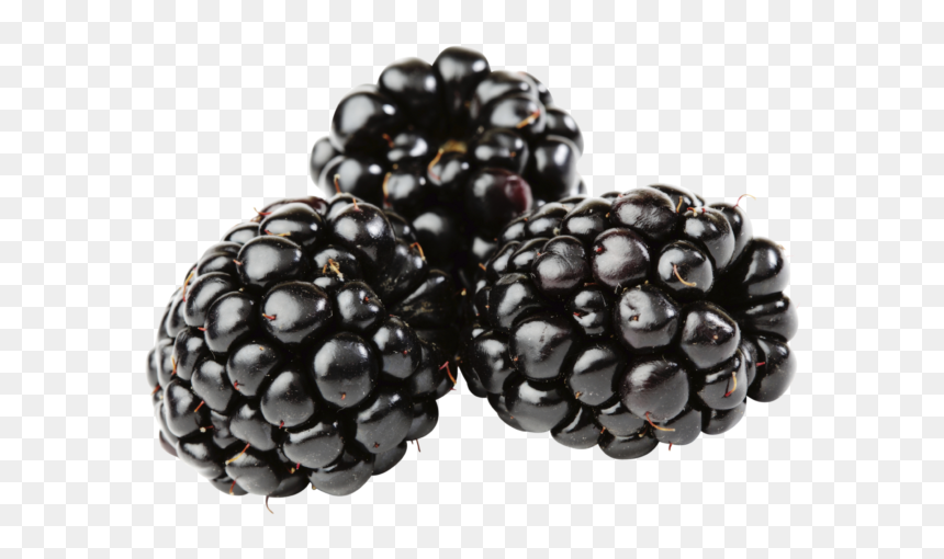 توت العليق الاسود, HD Png Download - blackberry fruit png