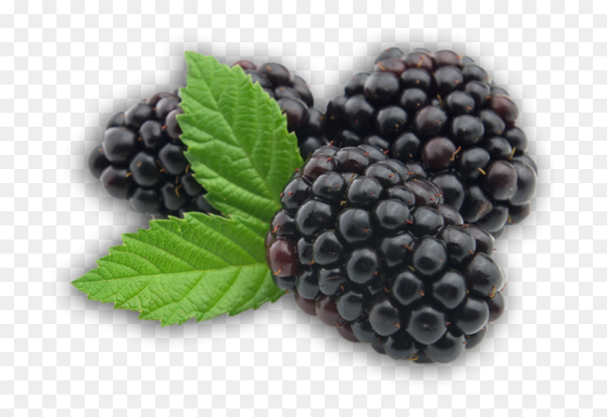 Blackberry Fruit Png Picture - Blackberry Fruit Transparent, Png Download - blackberry fruit png