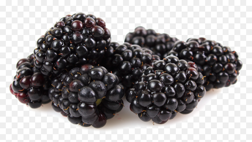 Rubus - Marionberry Png, Transparent Png - blackberry fruit png