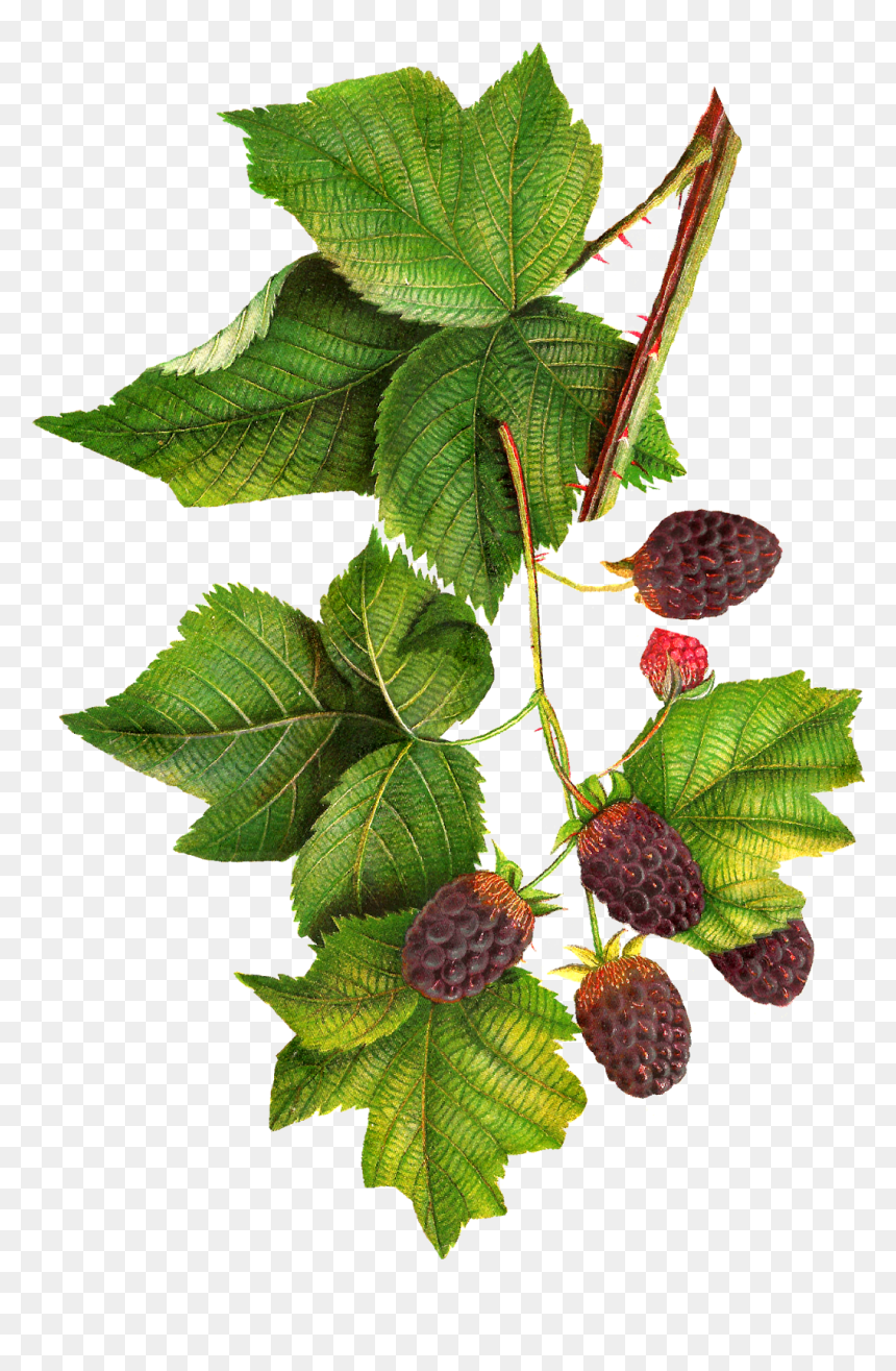 Transparent Jam Clipart - Botanical Illustration Blackberries Png, Png Download - blackberry fruit png