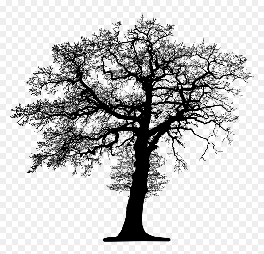 Botany,plant,oak - Phone And Tree, HD Png Download - trees from above png