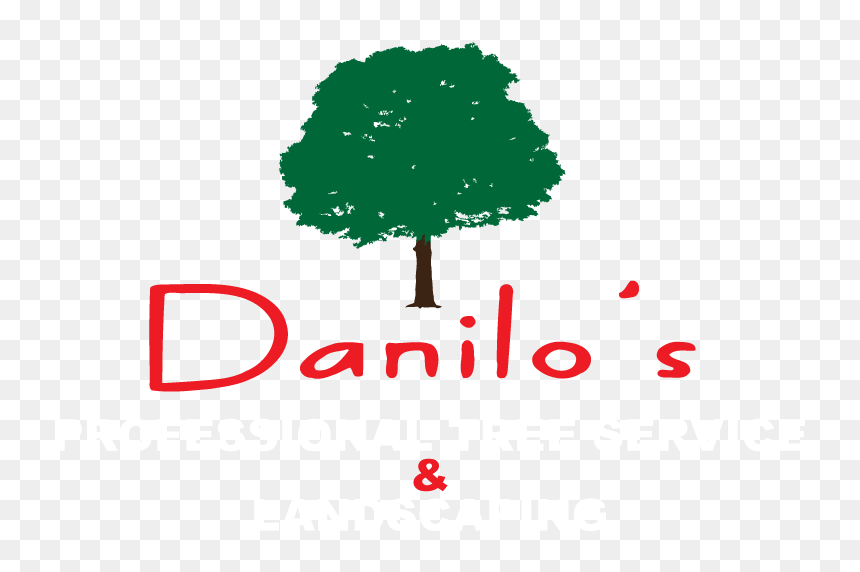 Danilo"s Tree Service & Landscaping - Tree, HD Png Download - trees from above png