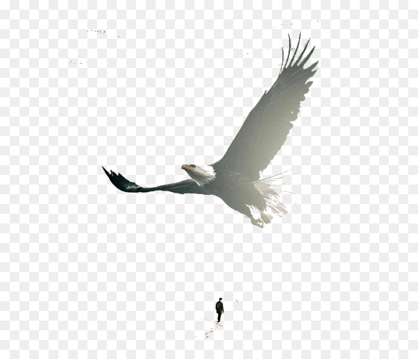 #condor - Sus Plumas Te Cubrira Y Debajo, HD Png Download - condor png
