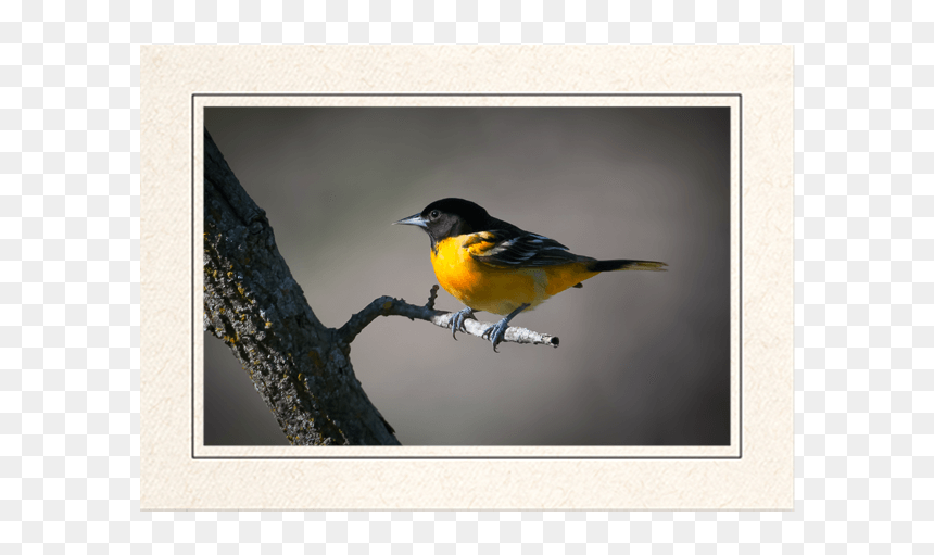 Baltimore Oriole - Swallow, HD Png Download - baltimore orioles png