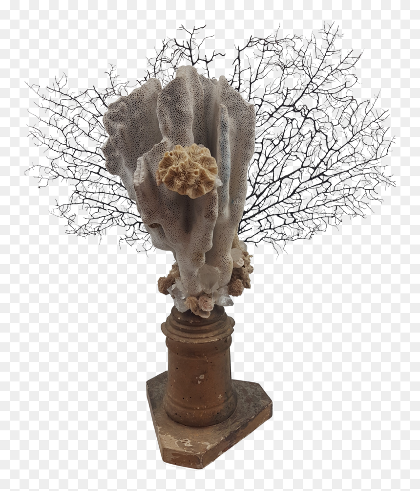 Transparent Sea Coral Png - Houseplant, Png Download - sea coral png