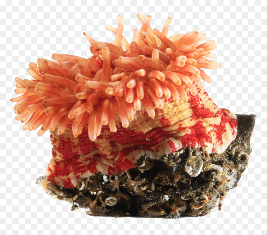 Orange Sea Anemone - Sea Anemone Clip Art, HD Png Download - sea coral png