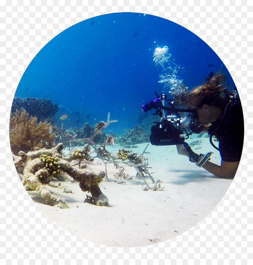 Underwater, HD Png Download - sea coral png