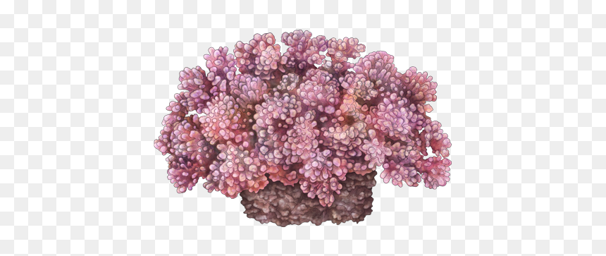 Coral De Mar Png, Transparent Png - sea coral png