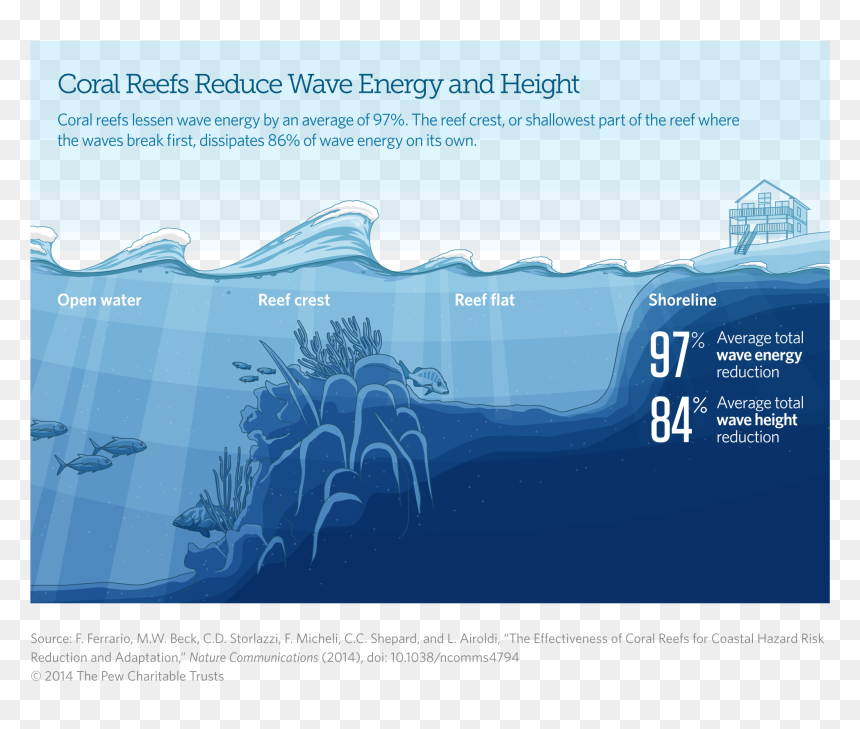 Coral Reefs Reduce Wave Energy And Height - Coral Reef Sea Level, HD Png Download - sea coral png