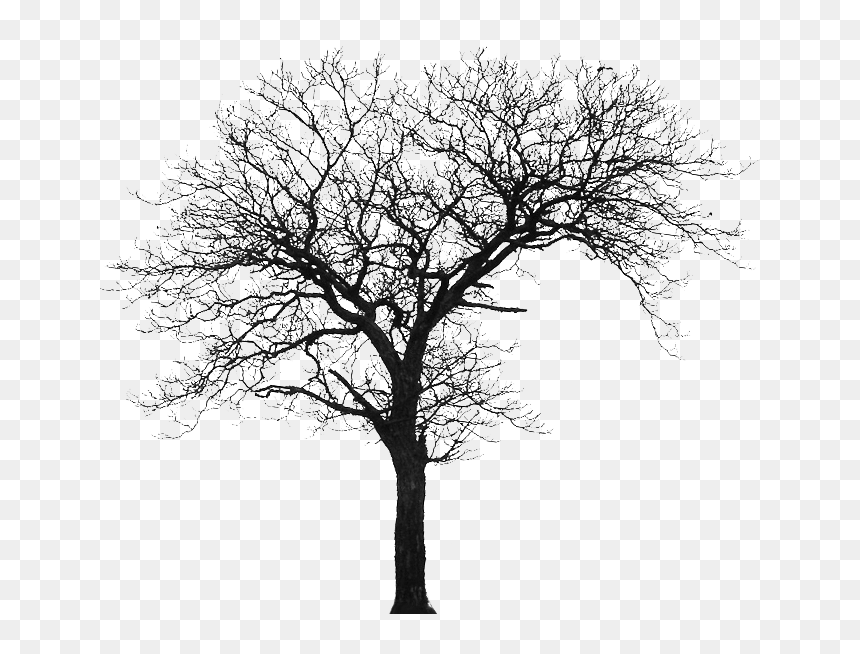 Tree Silhouette House Architecture - Architecture Tree Png Silhouette, Transparent Png - architecture tree png