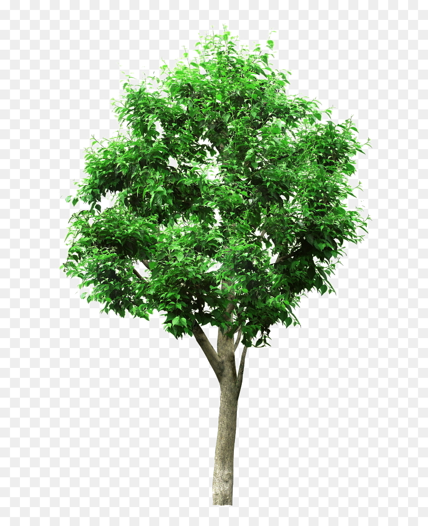Linden Picture Material Tree Project Engineering Architectural - Architecture Trees Png, Transparent Png - architecture tree png