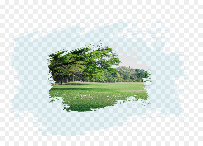 Tree, HD Png Download - architecture tree png