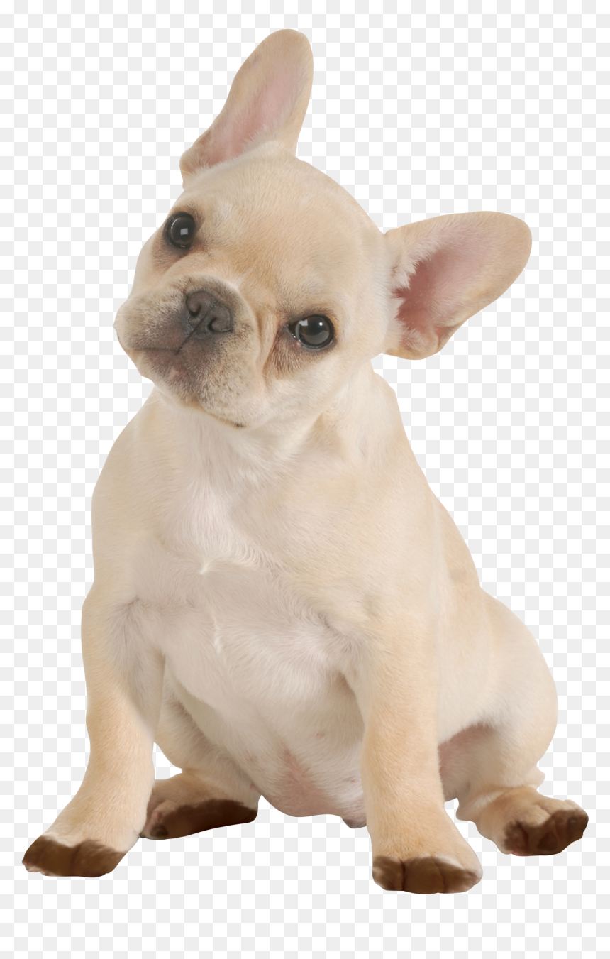 Doggy Png, Transparent Png - carpet cleaning png