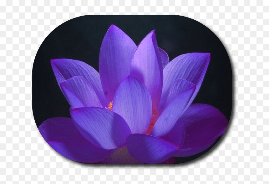 What Is Reiki - Purple Glowing Lotus Flower, HD Png Download - reiki png
