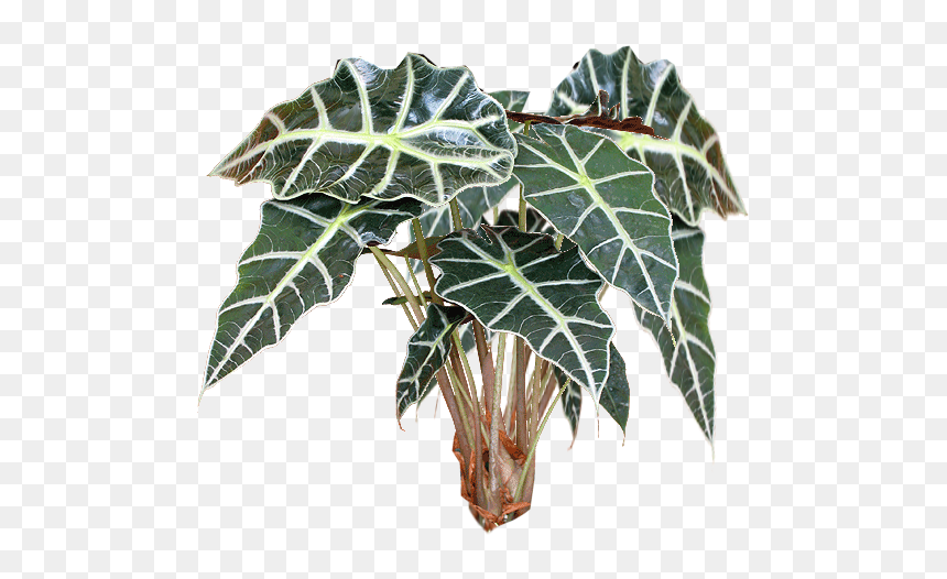 Alocasia Png, Transparent Png - plant texture png