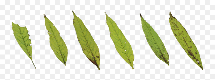 Clip Art, HD Png Download - plant texture png