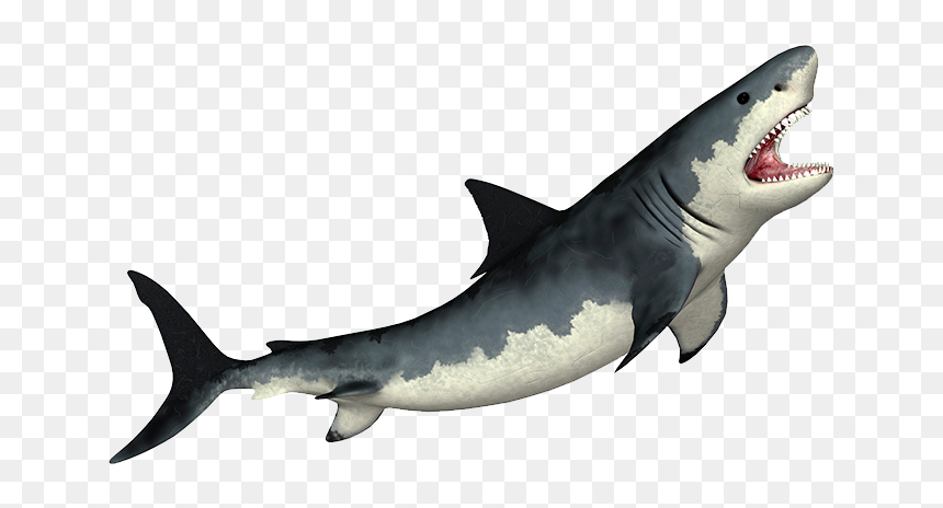 Megalodon Transparent Png - White Shark Png, Png Download - megalodon png