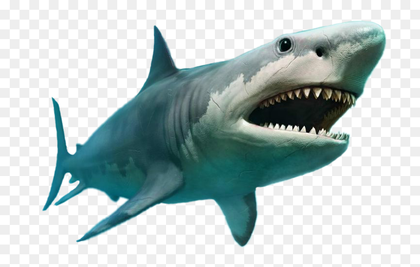 #megalodon 
@kfurnace
thomas,ok - 100 Kg Shark Bitten In Half, HD Png Download - megalodon png