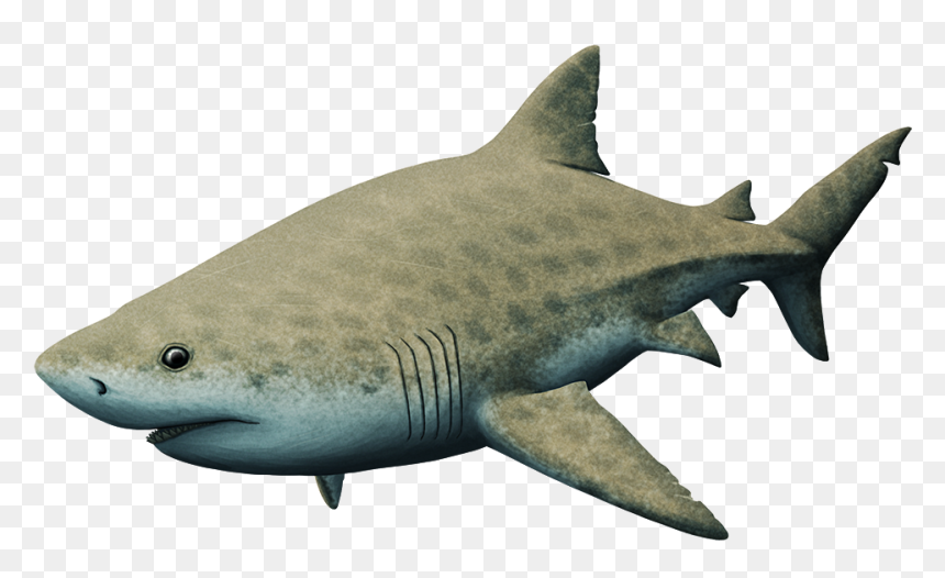 Great White Shark, HD Png Download - megalodon png