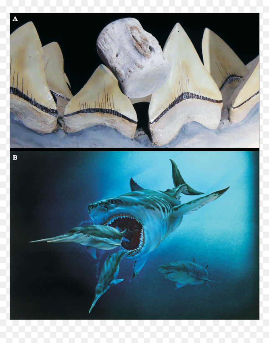 17896 - Calvert Cliffs Megalodon, HD Png Download - megalodon png