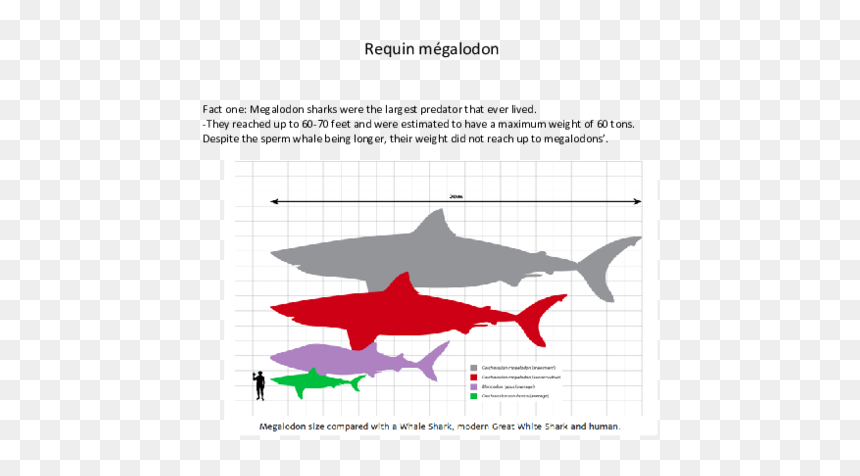 Great White Shark Megalodon Tooth, HD Png Download - megalodon png