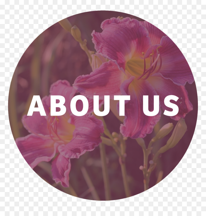 Cattleya, HD Png Download - garden plants png