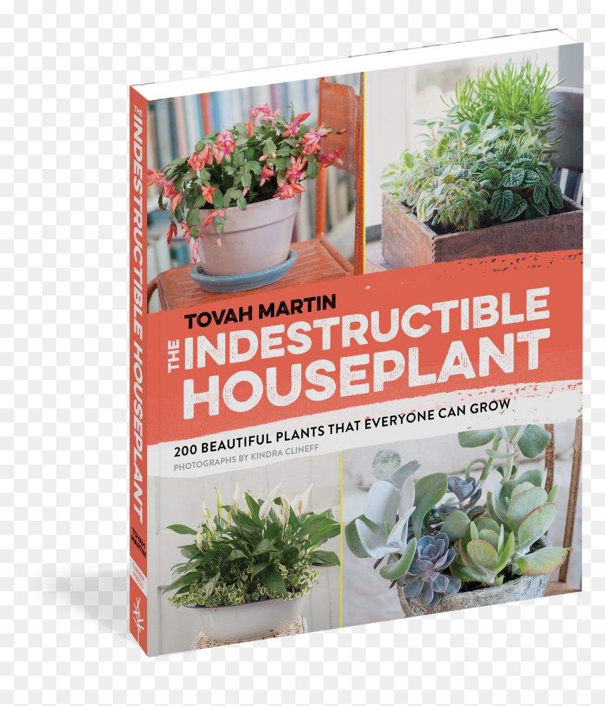 Transparent Indoor Plant Png - Plant Ugly Indestructible, Png Download - garden plants png