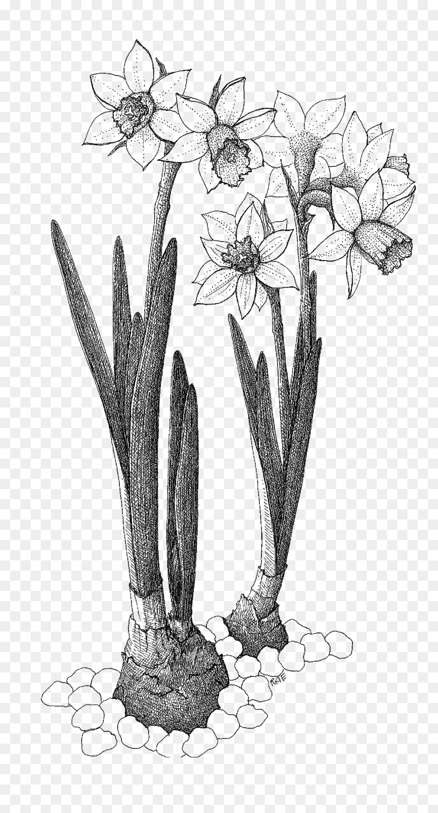 Sketch, HD Png Download - garden plants png