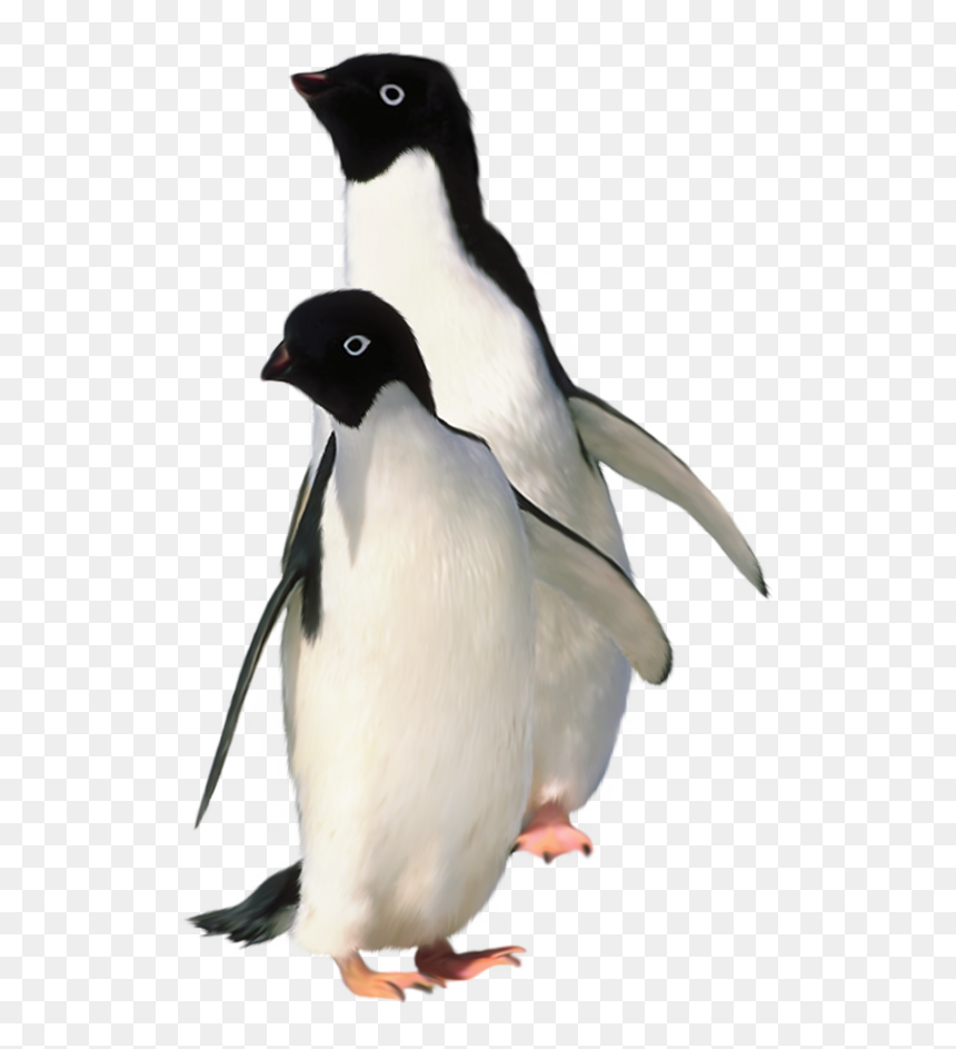 Penguin Png, Transparent Png - cute birds png