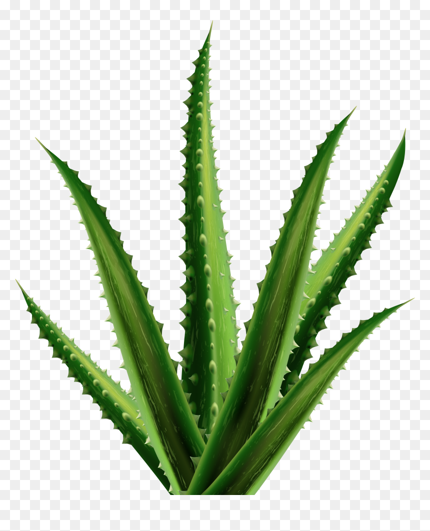 Aloe Png Clipart - Aloe Clipart, Transparent Png - agave plant png
