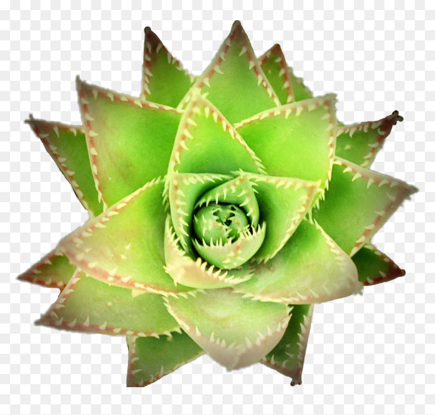 Agave, HD Png Download - agave plant png