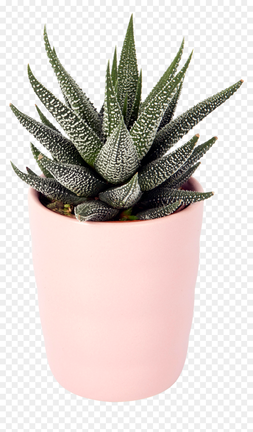 Flowerpot, HD Png Download - agave plant png