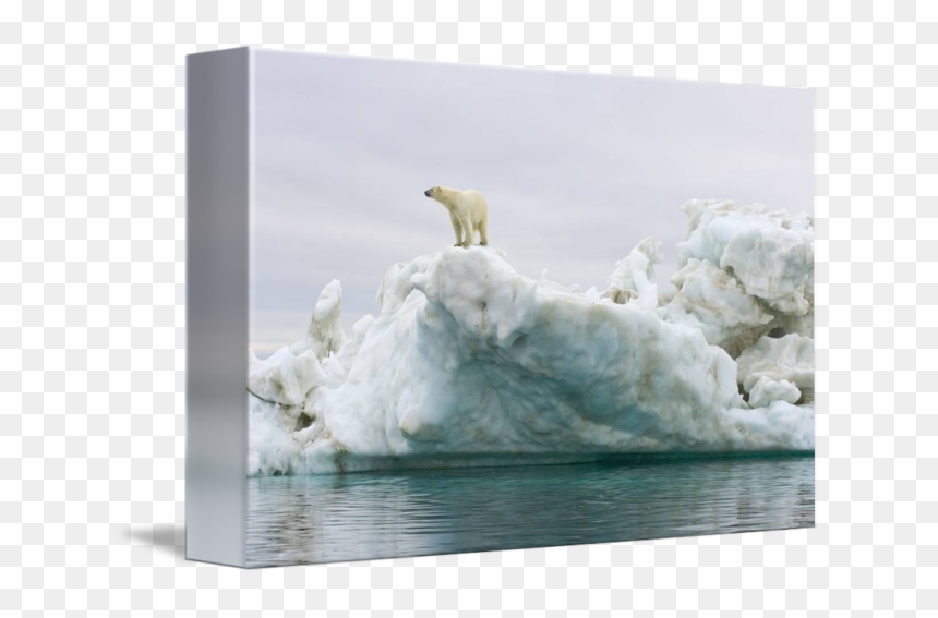 Polar Bear On Iceberg, HD Png Download - ice bear png